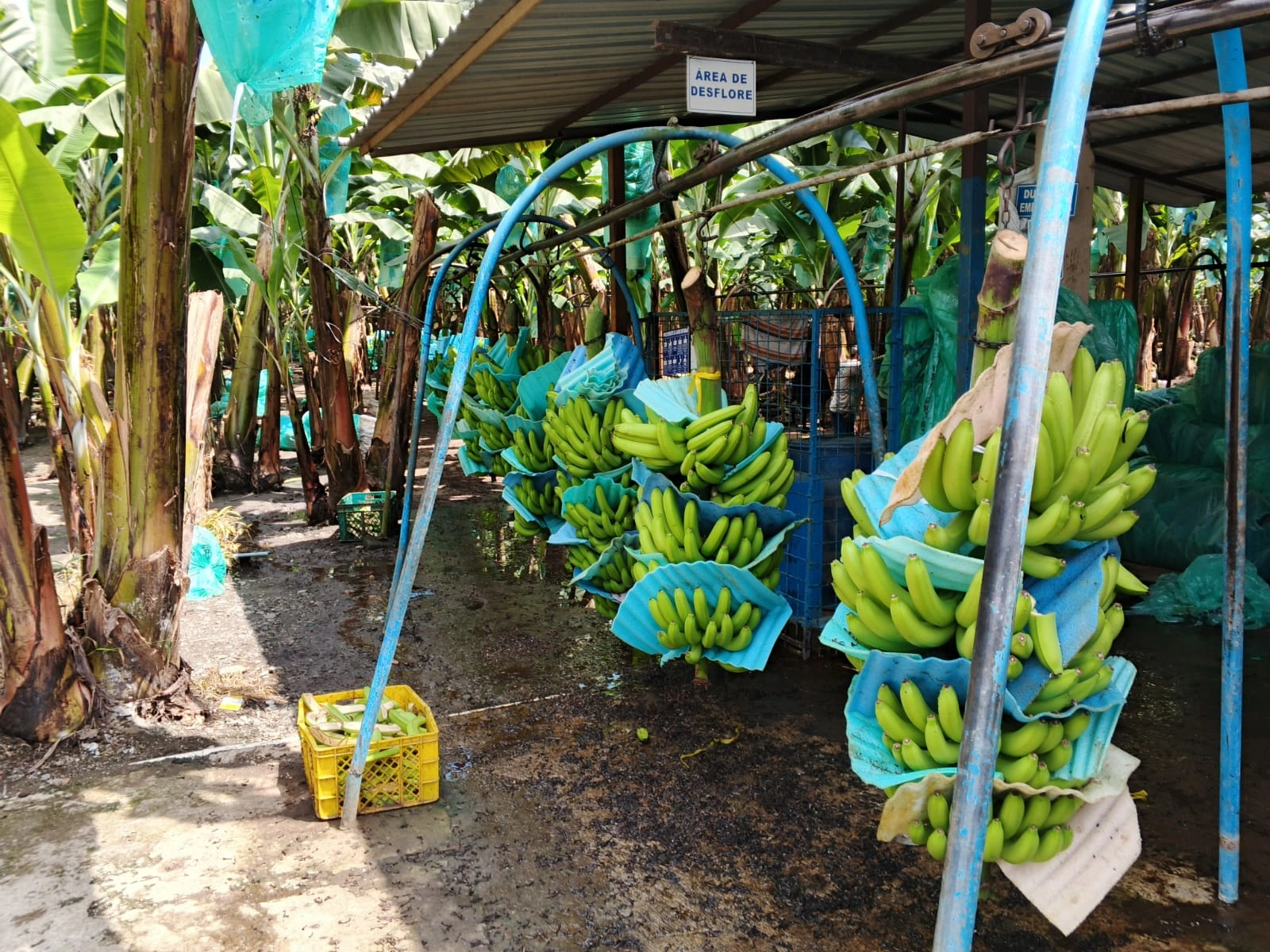 Bananas being harvested.