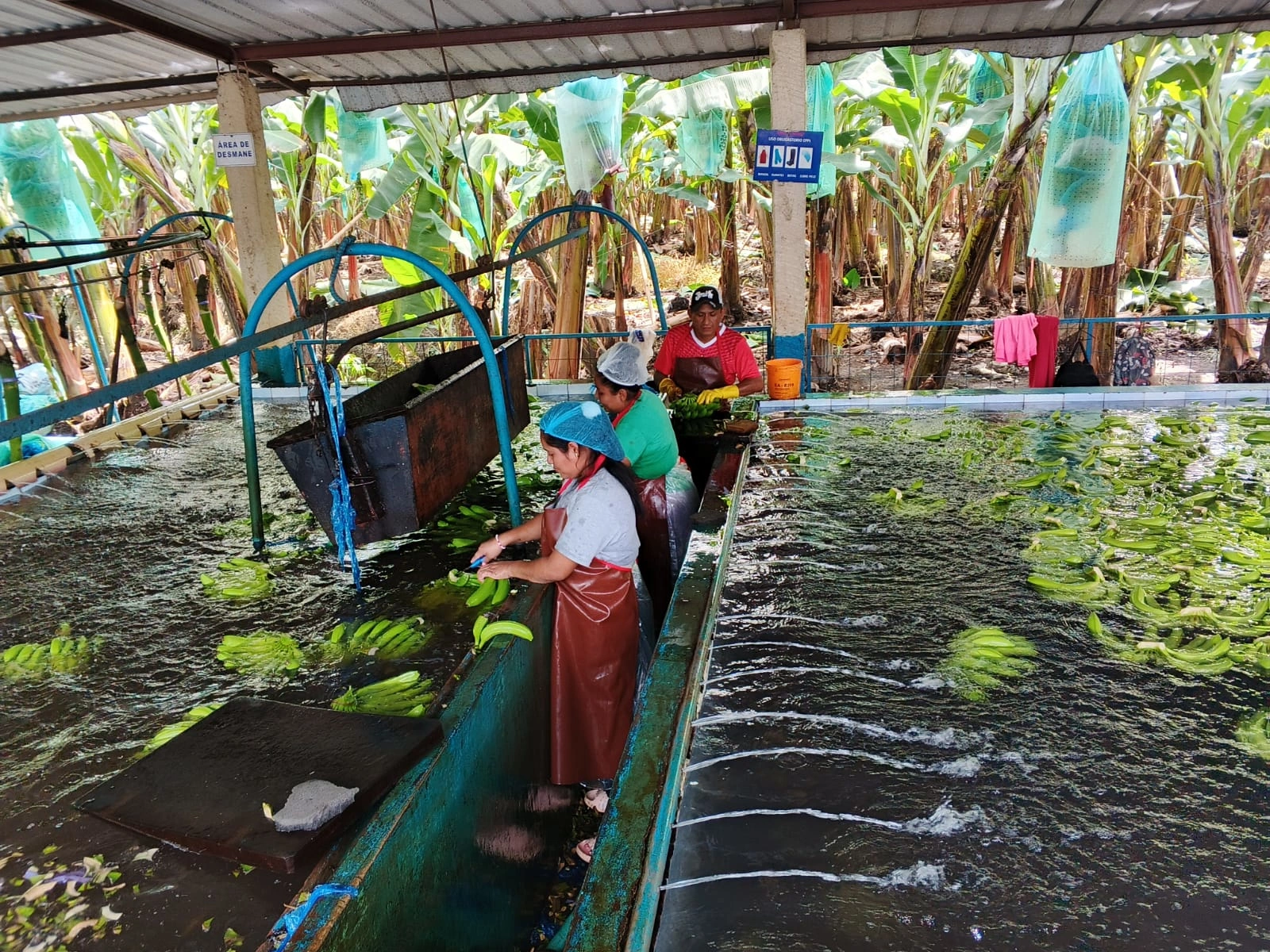 Bananas being processed.
